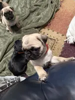 RUDY, a male Pug for sale in St. Peters, MO – 7 of 9