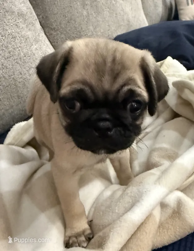 GARY – Pug puppy for sale in St. Peters, MO