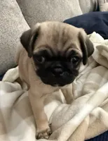GARY, a male Pug for sale in St. Peters, MO – 1 of 10
