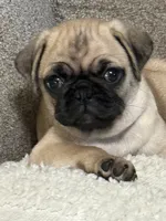 GIANNI.       AKC resisterable, a male Pug for sale in St. Peters, MO – 2 of 9
