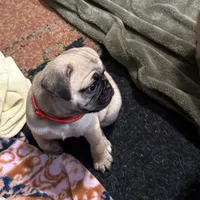 RUDY, a male Pug for sale in St. Peters, MO – 2 of 9