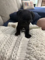 GLORIA, a female Pug for sale in St. Peters, MO – 5 of 9