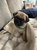 GARY, a male Pug for sale in St. Peters, MO – 8 of 10