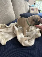 GARY, a male Pug for sale in St. Peters, MO – 10 of 10