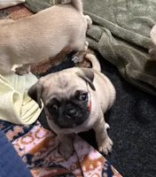 RUDY, a male Pug for sale in St. Peters, MO – 4 of 9