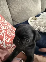 GLORIA, a female Pug for sale in St. Peters, MO – 7 of 9