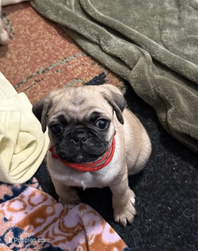 RUDY – Pug puppy for sale in St. Peters, MO