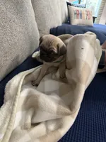 GARY.            AKC registerable, a male Pug for sale in St. Peters, MO – 5 of 8