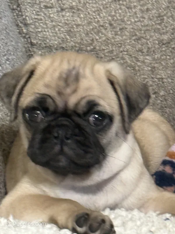 GIANNI.       AKC resisterable – Pug puppy for sale in St. Peters, MO