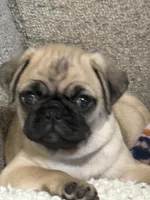 GIANNI.       AKC resisterable, a male Pug for sale in St. Peters, MO – 1 of 9