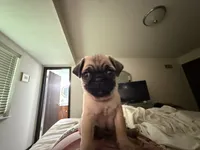 GARY, a male Pug for sale in St. Peters, MO – 6 of 10