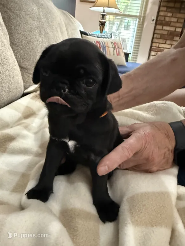OLIVIA – Pug puppy for sale in St. Peters, MO