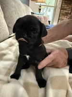 OLIVIA, a female Pug for sale in St. Peters, MO – 1 of 9