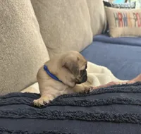 GIANNi. ( JOHHNY ).            AKC, a male Pug for sale in St. Peters, MO – 2 of 9