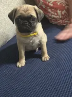 GIANNI.       AKC resisterable, a male Pug for sale in St. Peters, MO – 6 of 9