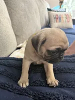GIANNi. ( JOHHNY ).            AKC, a male Pug for sale in St. Peters, MO – 6 of 9
