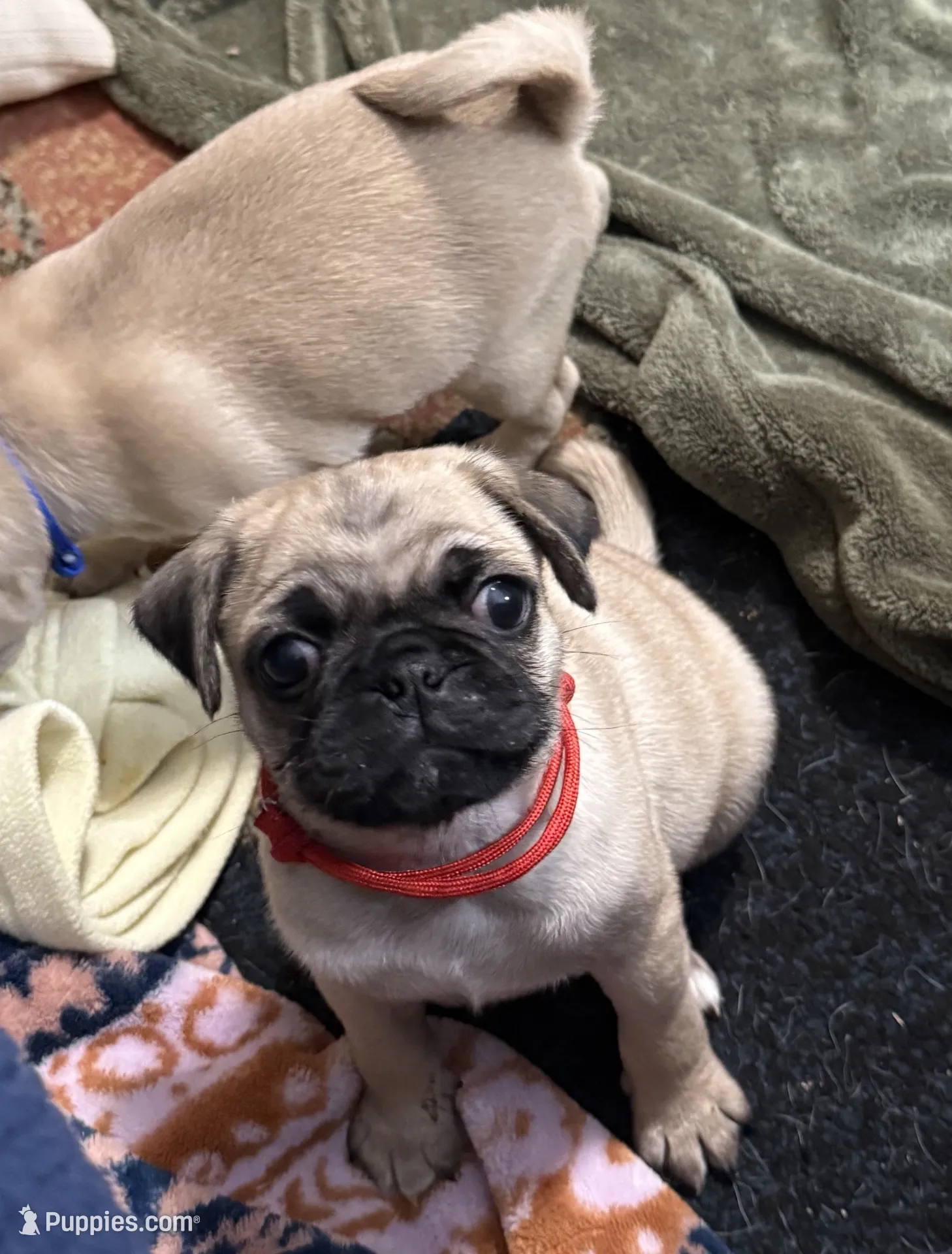 RUDY. AKC register. – Pug Puppy for Sale in St. Peters, MO 