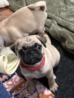 RUDY, a male Pug for sale in St. Peters, MO – 6 of 9