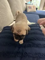 GIANNi. ( JOHHNY ).            AKC, a male Pug for sale in St. Peters, MO – 9 of 9