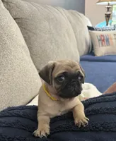 GIANNi. ( JOHHNY ).            AKC, a male Pug for sale in St. Peters, MO – 4 of 9