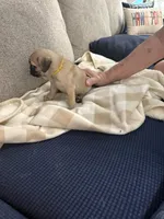 GARY, a male Pug for sale in St. Peters, MO – 5 of 10