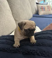 GIANNi. ( JOHHNY ).            AKC, a male Pug for sale in St. Peters, MO – 8 of 9