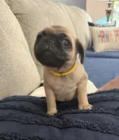 GIANNi. ( JOHHNY ).            AKC, a male Pug for sale in St. Peters, MO – 7 of 9