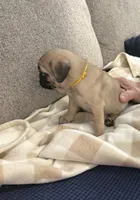 GIANNi. ( JOHHNY ).            AKC, a male Pug for sale in St. Peters, MO – 3 of 9