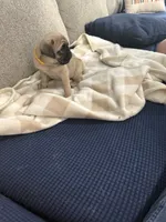 RUDY, a male Pug for sale in St. Peters, MO – 8 of 9