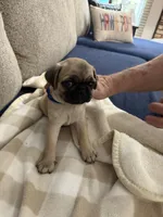 GIANNi. ( JOHHNY ).            AKC, a male Pug for sale in St. Peters, MO – 5 of 9