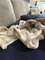 GARY, a male Pug for sale in St. Peters, MO – 4 of 10