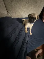 BARBIE  (AKC registerable with papers), a female Pug for sale in St. Peters, MO – 2 of 9