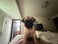 GARY.            AKC registerable, a male Pug for sale in St. Peters, MO – 2 of 8