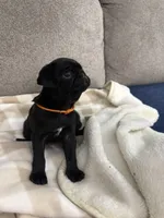 OLIVIA, a female Pug for sale in St. Peters, MO – 5 of 9