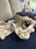 GARY, a male Pug for sale in St. Peters, MO – 2 of 10