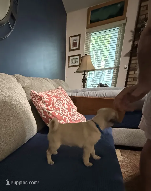 BARBIE  (AKC registerable with papers) – Pug puppy for sale in St. Peters, MO