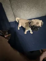 BARBIE  (AKC registerable with papers), a female Pug for sale in St. Peters, MO – 6 of 9