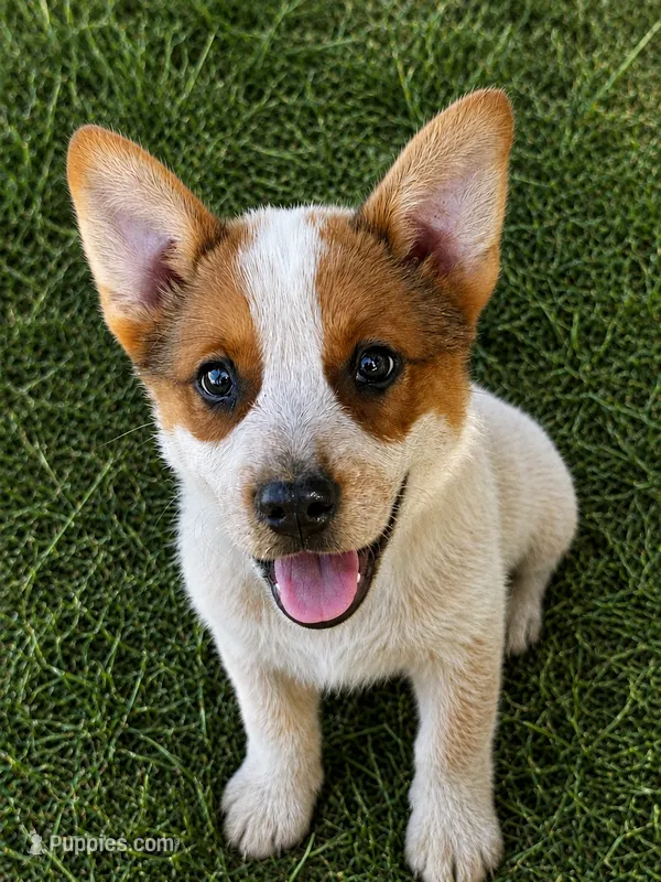 Male Red – Australian Cattle Dog puppy for sale in Pavo, GA