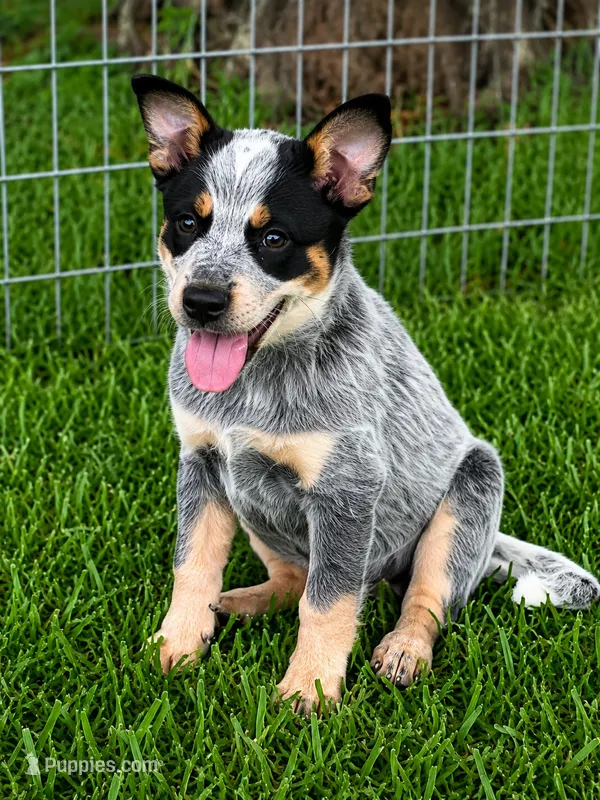 Male Blue – Australian Cattle Dog puppy for sale in Pavo, GA
