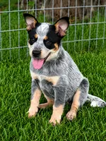 Male Blue, a male Australian Cattle Dog for sale in Pavo, GA – 1 of 1