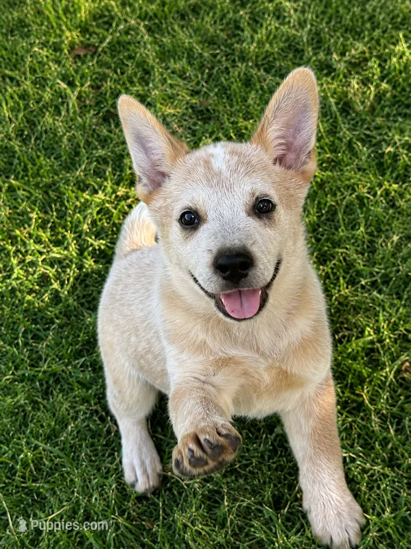 Red Female – Australian Cattle Dog puppy for sale in Pavo, GA