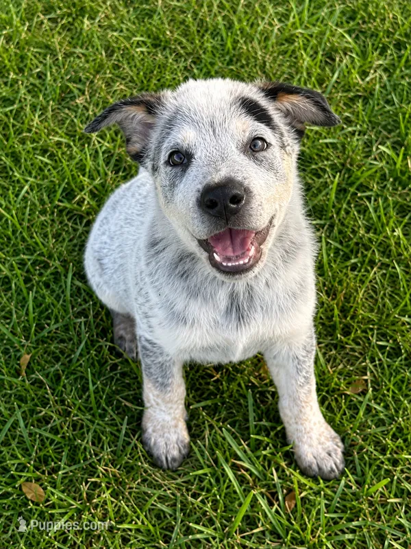Blue Male – Australian Cattle Dog puppy for sale in Pavo, GA