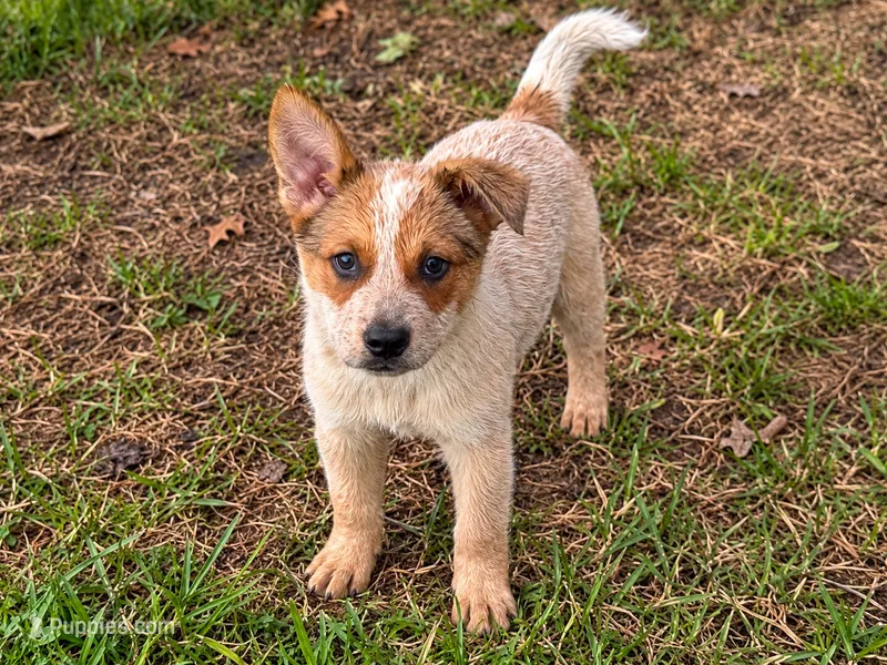 Male Red – Australian Cattle Dog puppy for sale in Pavo, GA