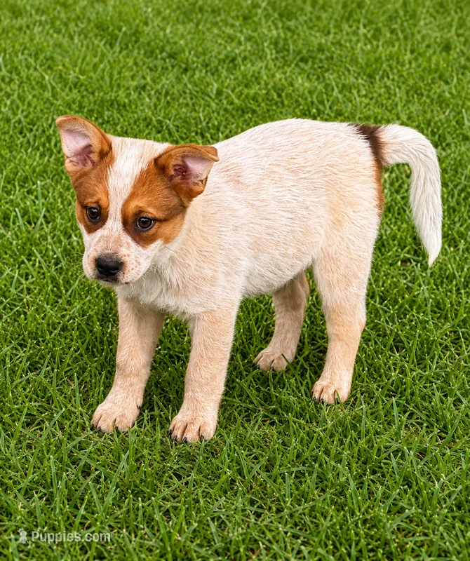 Male Red – Australian Cattle Dog puppy for sale in Pavo, GA