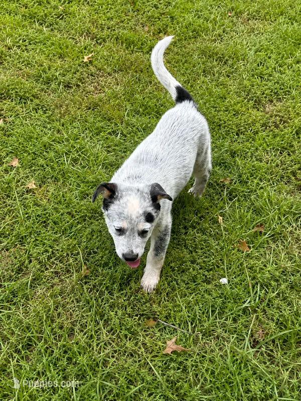Blue Male – Australian Cattle Dog puppy for sale in Pavo, GA