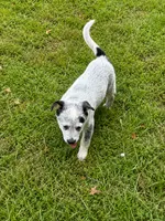 Blue Male, a male Australian Cattle Dog for sale in Pavo, GA – 1 of 1