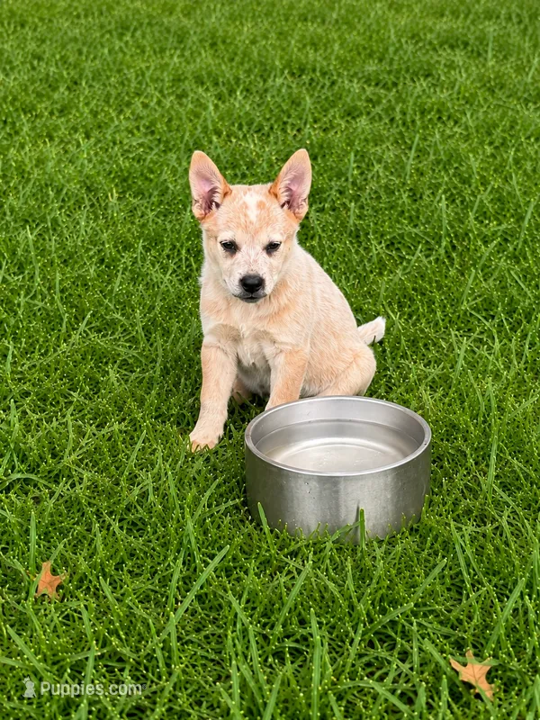 Red Female – Australian Cattle Dog puppy on hold in Pavo, GA