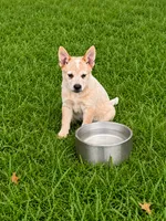 Red Female, a female Australian Cattle Dog for sale in Pavo, GA – 1 of 1