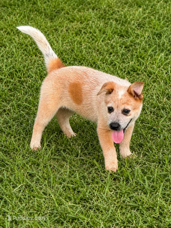 Red Female – Australian Cattle Dog puppy for sale in Pavo, GA