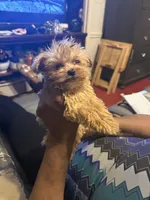 Lando, a male Yorkipoo for sale in Atlanta, GA – 1 of 5